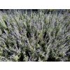 Perovskia - Perovskia atriplicifolia ´Silvery Blue´