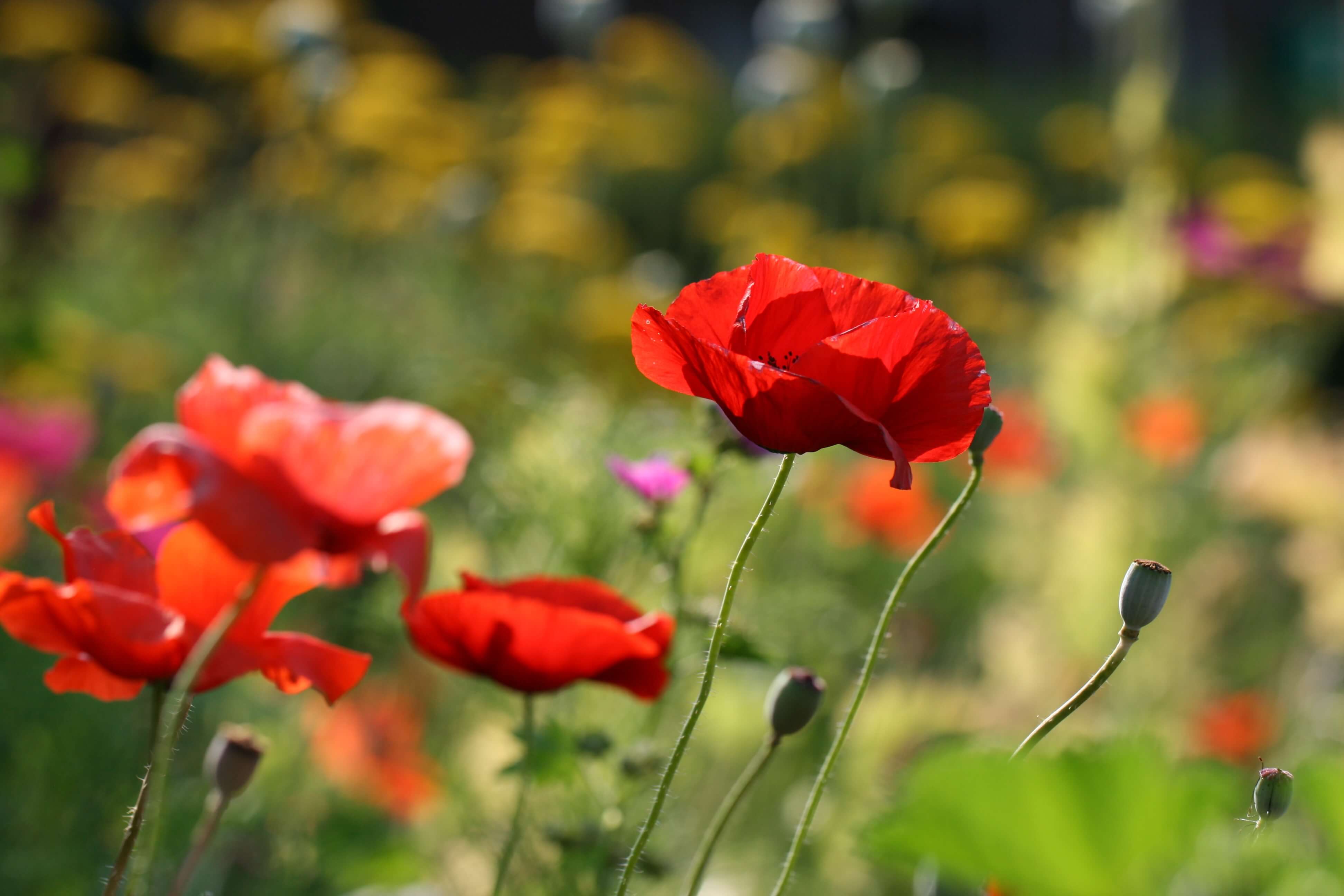 7 hlavních zahradních trendů pro rok 2022