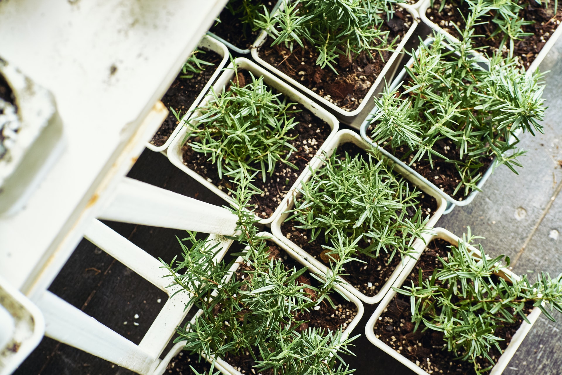 Milujete bylinky? Prezradíme vám, čo je bylinková špirála a ako na pestovanie byliniek v kvetináčoch