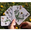 36 hracích karet s bylinkami