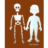 Lidské tělo - kosti - vkládací deska 30x40 cm
