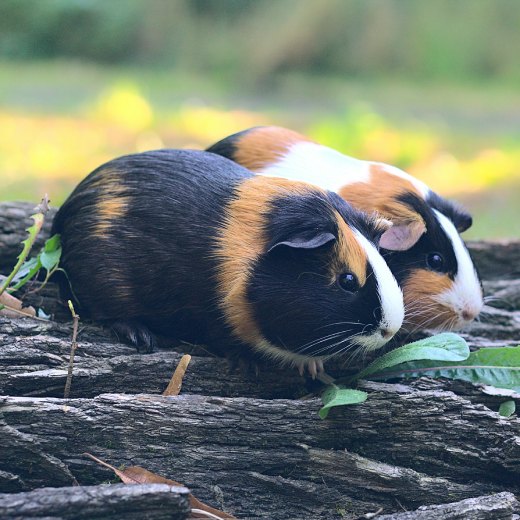 Kýchání a svědění: rozpoznání alergie na morčata