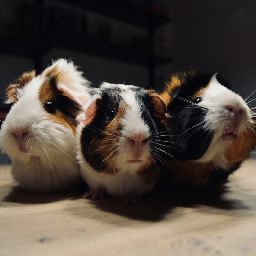 Jak na chov morčat?