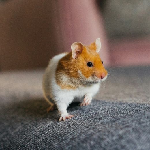 Co může jíst křeček? Jakou zeleninu a ovoce nesmí?