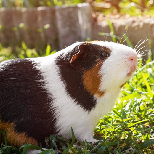 Co může jíst morče? Jaká potrava je nevhodná?