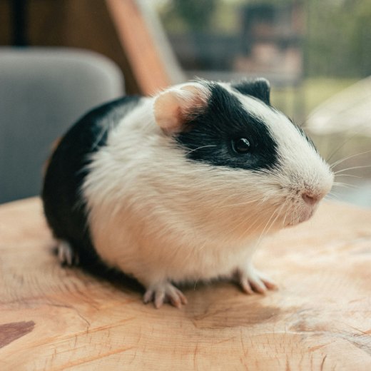 Co nesmí morče? Seznam potravin