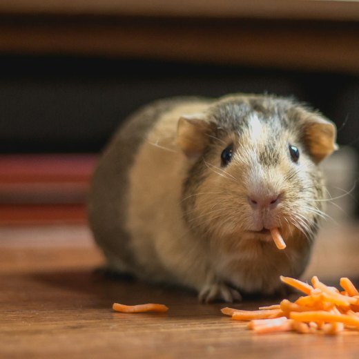 Jak často krmit morče?