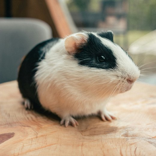 Jak chovat morčata doma?