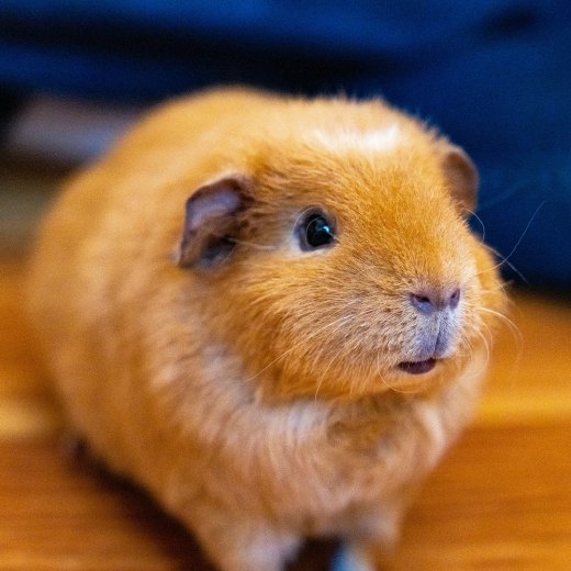 Jak dlouho žije morče?