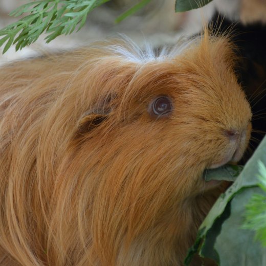 Jak se starat o morče?