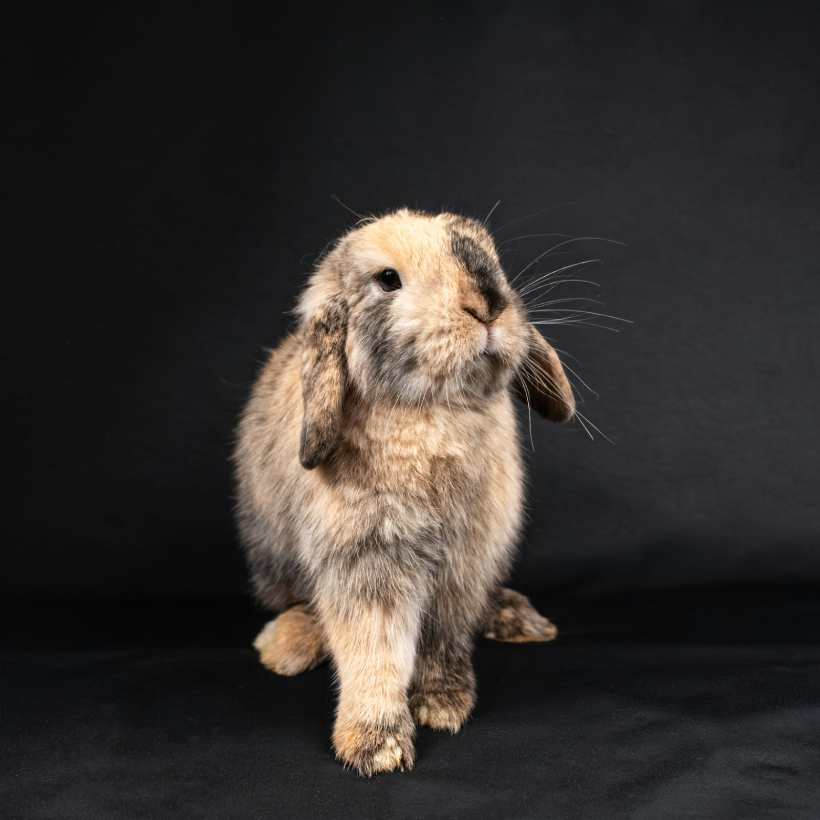 Jak se starat o zakrslého králíka?