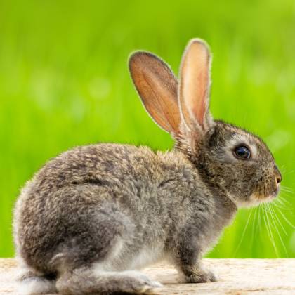 Jak vybrat podestýlku pro králíky?