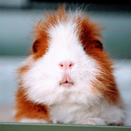 Jaké ovoce může morče?