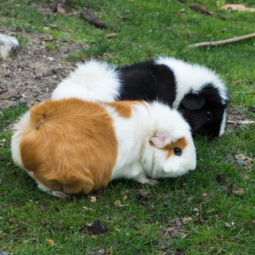 Jak vypadá jídelníček pro morče?