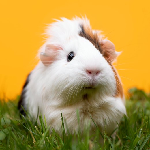 Nejčastější nemoci u morčat: jak je léčit?