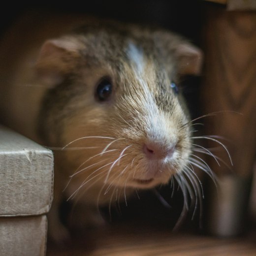 Jaké vybavení potřebuje morče?