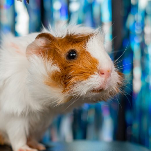 Může být morče samo?