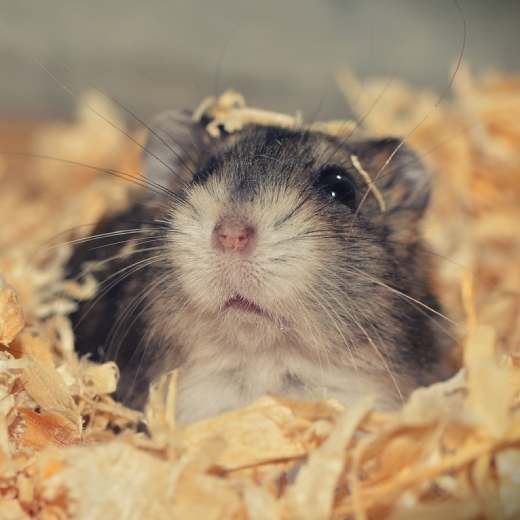 Může křeček rajče?