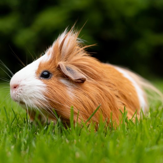 Kolik let se dožívají morčata?