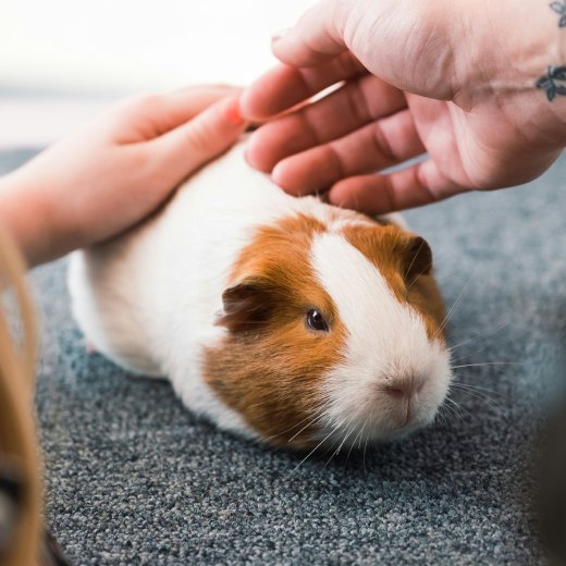 Nevýhody morčete: na co si dát pozor?