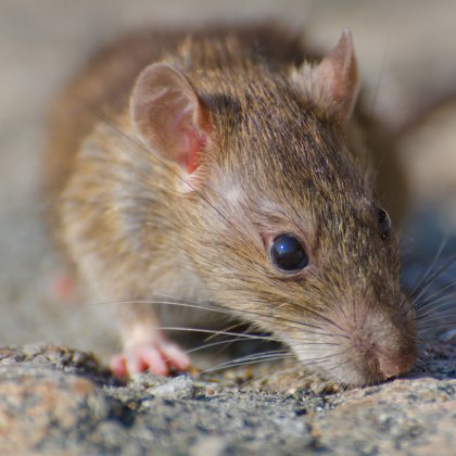 Jak vybrat podestýlku pro osmáky?