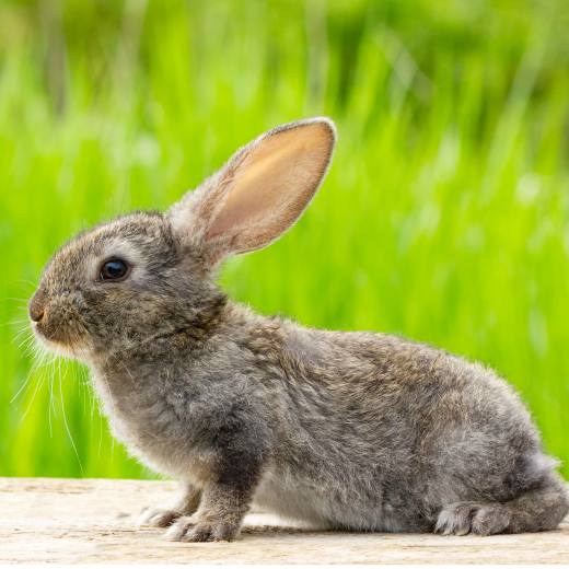 Jak vybrat stelivo pro králíky?