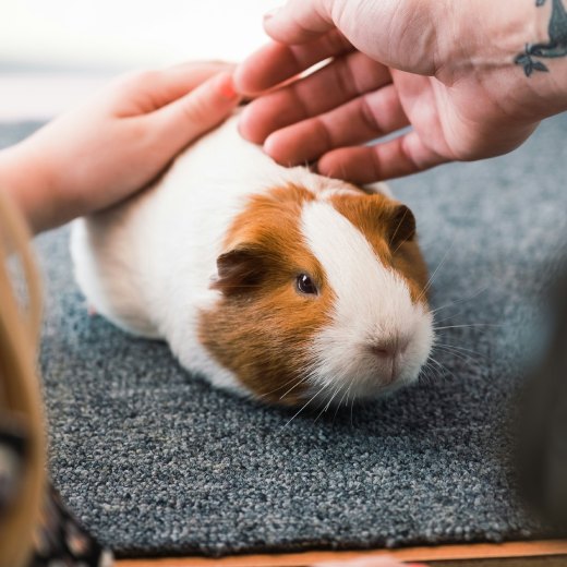 Jaké věci pro morčata jsou potřeba?