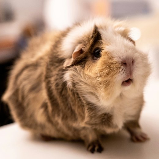 Anatomie a onemocnění zubů morčat