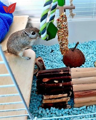 Chováte doma morčátka, myšky, křečky nebo jiné hlodavce? Prach ze steliva může dráždit nejen vás, ale i vašeho mazlíčka. 🤧...