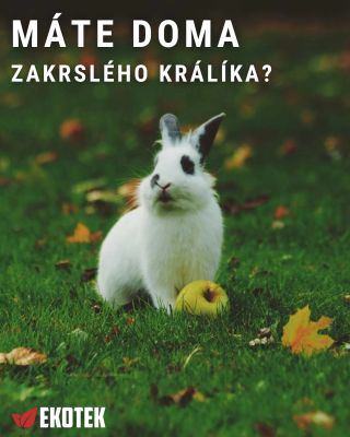 Správné krmení je základem jeho zdraví, vitality i dobré nálady! 👉 Důležité je nejen co králík jí, ale i jak často a v...