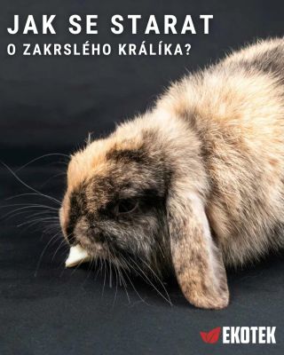 🐰 Přemýšlíte, jestli se o králíka staráte správně? Zakrslý králík není jen roztomilý mazlíček. Je to závazek na několik...