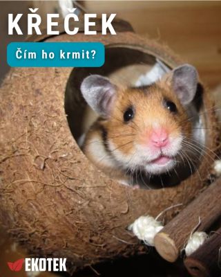 🐹 Víte, čím správně krmit křečka? Spousta lidí dělá jednu chybu – dávají křečkům nevhodné nebo nevyvážené krmivo. 😬...