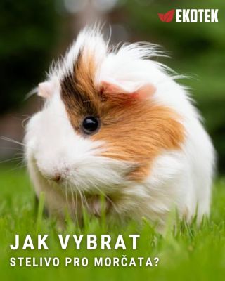 Možná to podceňujete… ale špatná podestýlka může způsobit víc, než si myslíte. 😬 ❌ prašné stelivo = podrážděné dýchací...