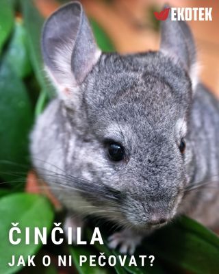 🐭 Přemýšlíte o činčile? Není to mazlíček pro každého… Činčila vlnatá je nádherné, hebké zvíře – ale zároveň má specifické...