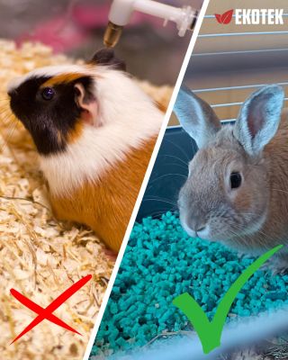Víte, že podestýlka ovlivňuje zdraví vašeho mazlíčka? ❌ prach = podrážděné dýchací cesty ❌ vlhko = bakterie a zápach ❌...