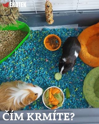 Čím krmíte svého mazlíčka? Správná strava je základ: ✔️ kvalitní krmivo 🥬 čerstvá zelenina 🌿 dostatek vlákniny 👉 Vyvážená...