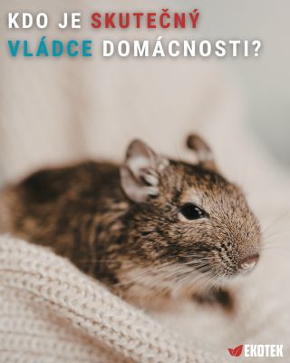 Kdo u vás doma rozhoduje? 😄 Buďme upřímní... 👍 Já ❤️ Můj mazlíček 👇 Přiznejte se.