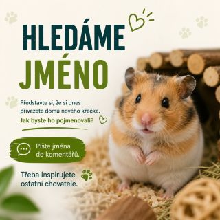 Představte si, že si dnes přivezete domů nového křečka. Jak byste ho pojmenovali? 👇 Pište jména do komentářů.