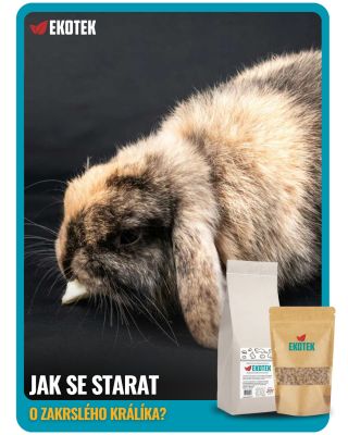 🐇 Zakrslý králík možná působí jako nenáročný domácí mazlíček. Jeho péče ale rozhodně nekončí u klece, misky a trochy sena....