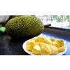 vinamit jackfruit chlebovnik