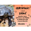 Certifikát želvičky