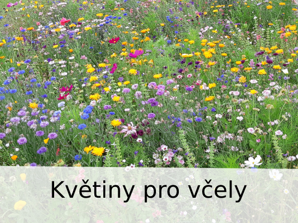Květiny pro včely