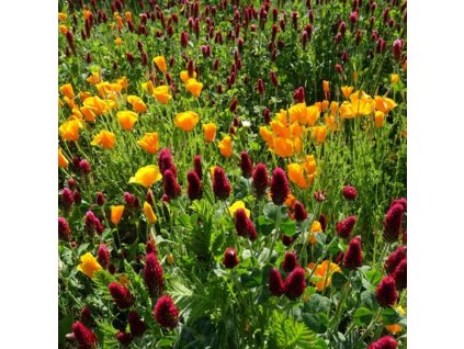 Letnicky pro vcely 4