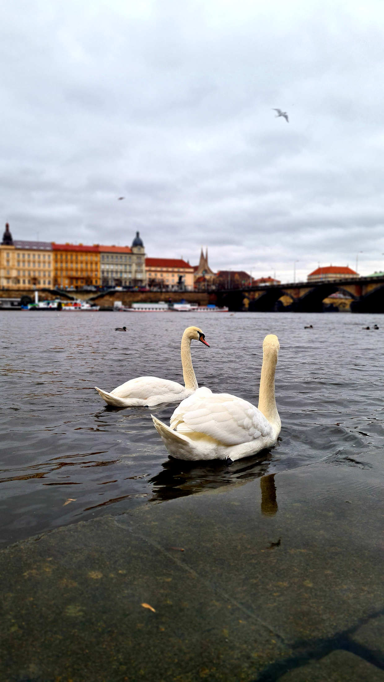 Labutě u Vltavy během Vlastovy pěší výzvy v Praze