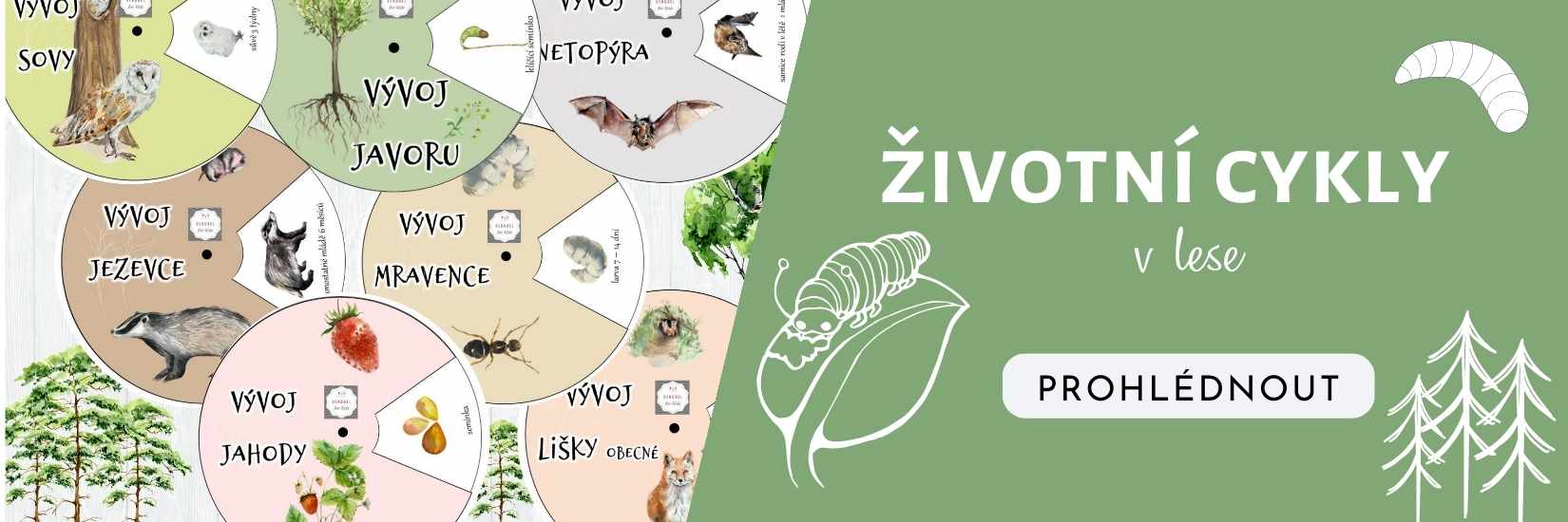 ŽIVOTNÍ CYKLY V LESE