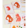 HUMAN BODY 1 - 14 activities set