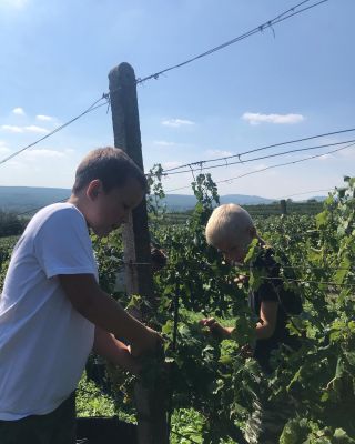 Tak jsme to letos odstartovali 💪🍇☀️ na sekt posbíráno!! 🥂 a vinobraní 2022 začíná!! #vinarstvipavlica #familywinery...
