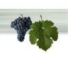 Cabernet Moravia 2020