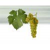 Muller Thurgau 2020 suché