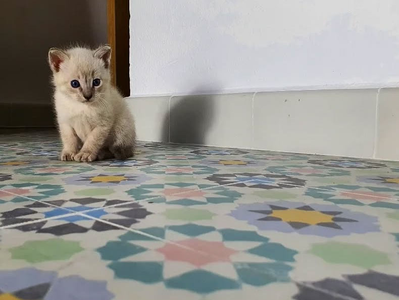 Cementová dlažba – realizace, inspirace, detaily, výroba